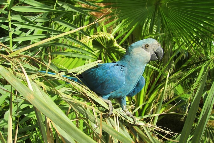 A blue parrot in a tropical setting.