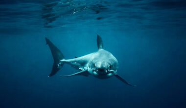 Divers film possible first underwater sighting of a great white shark in the Mediterranean
