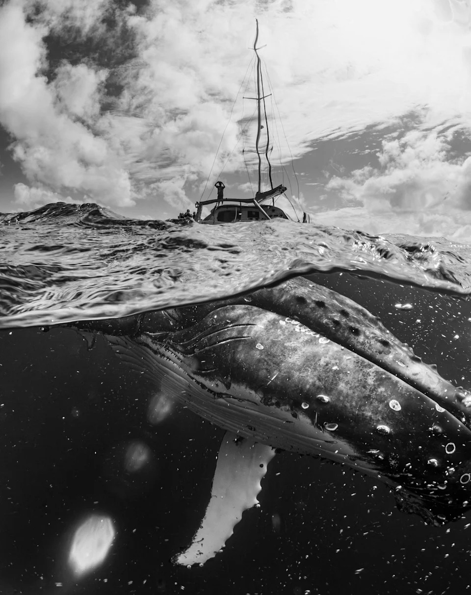 a whale under the waterline with a boat above