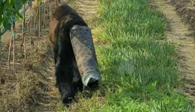 Cyclist crosses the road after chain slips, finds a black bear with a stove pipe on its head