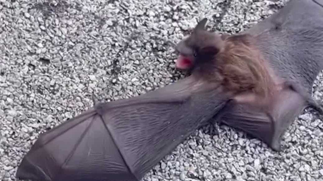 Seminole County therapist discovers over 50 bats in her office