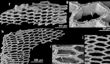 New fossils shed light on bryozoan origins in Early Cambrian - news.cgtn.com