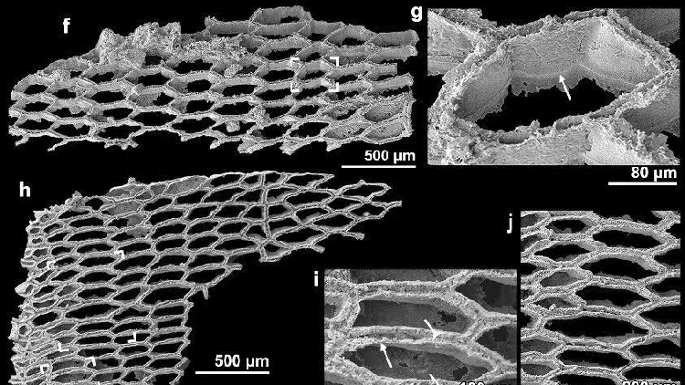 New fossils shed light on bryozoan origins in Early Cambrian - news.cgtn.com