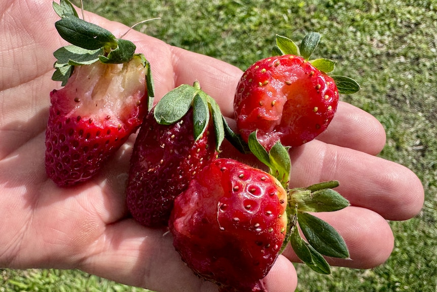 Damaged strawberries sitting in a hand.