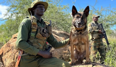 Anti-poaching team reveals staggering one-month totals from their efforts