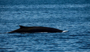 Dead endangered whale discovered on bow of cruise ship in Alaska dock