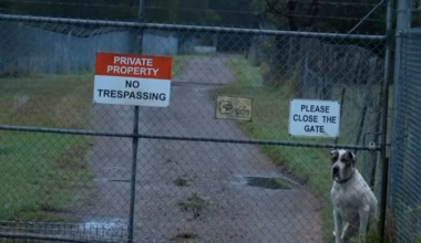 Secretive baboon colony hidden in major Aussie city sparks scrutiny over animal research