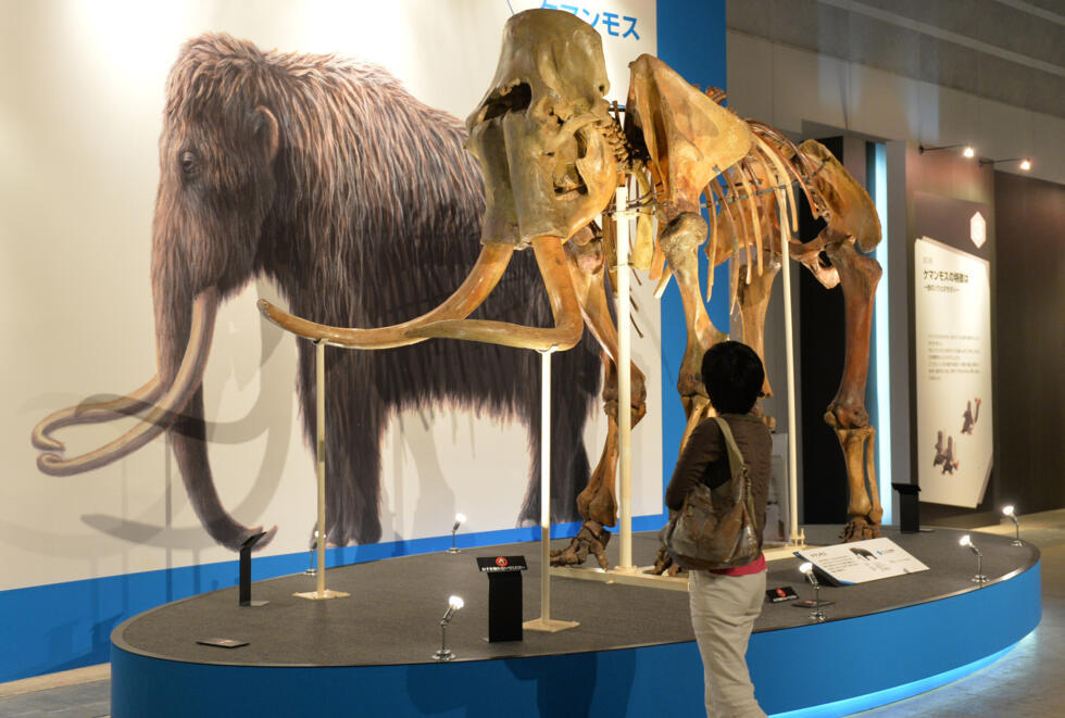 Woolly mammoths went extinct around 4,000 years ago, but one company claims it can ressurect the species