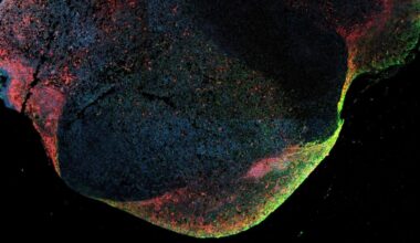 Neuroscience News logo for mobile.