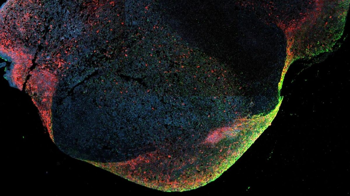 Neuroscience News logo for mobile.