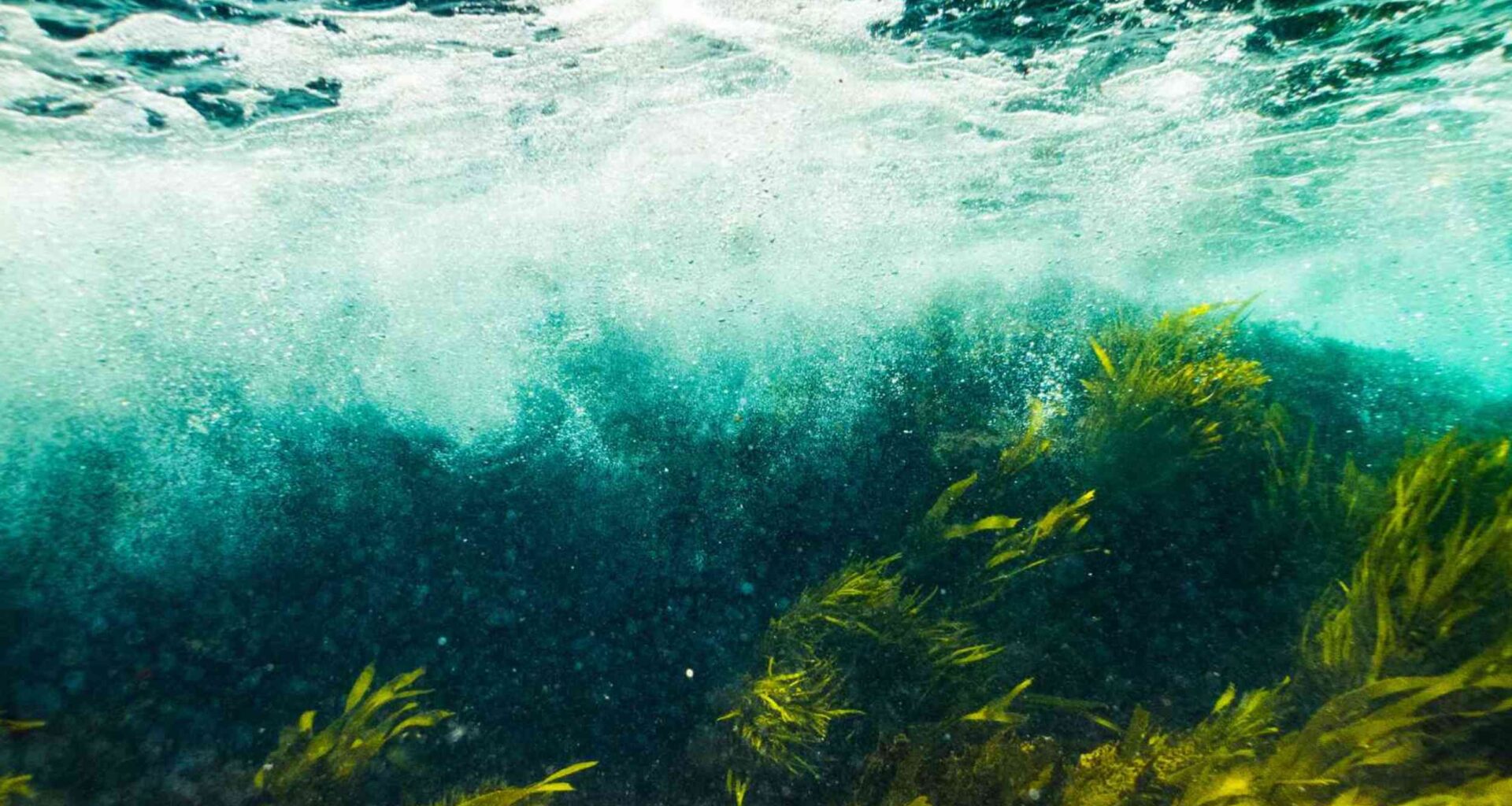 A notorious aquatic weed is pushing north, a new forecast maps where it could take over next