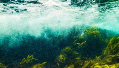 A notorious aquatic weed is pushing north, a new forecast maps where it could take over next