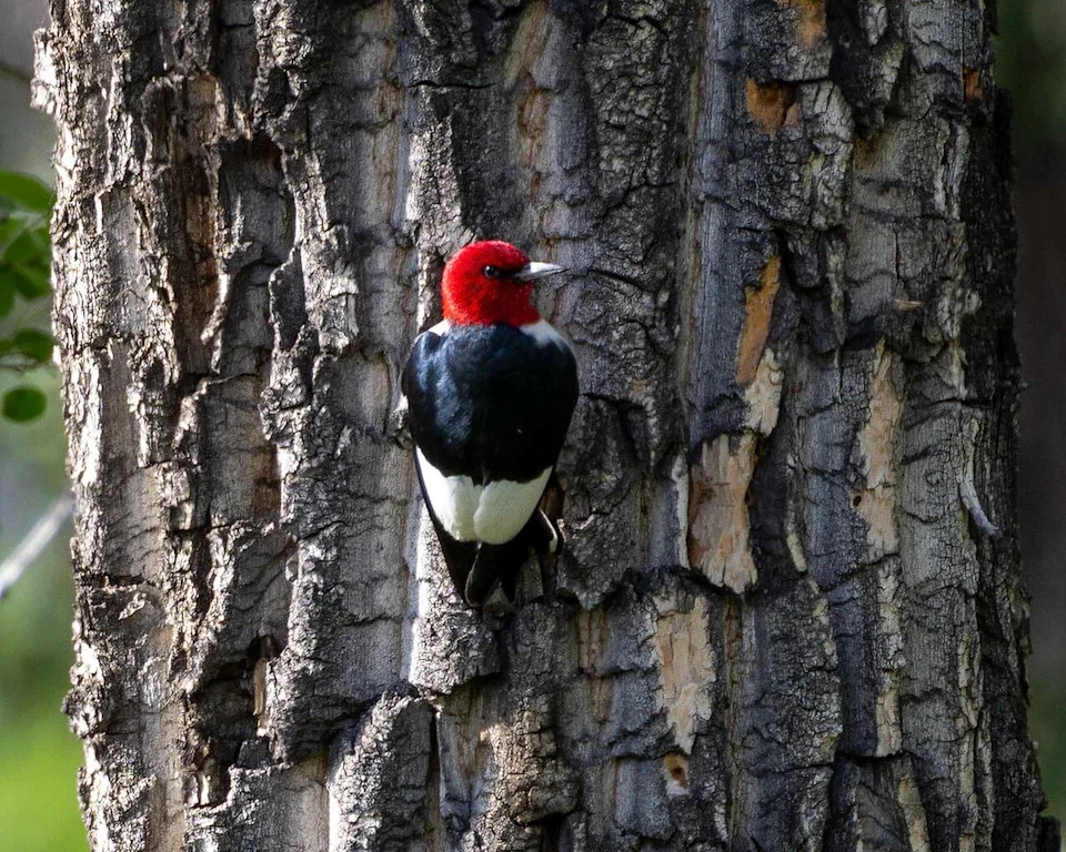 Aside from their striking appearance, red-headed woodpeckers are famous for catching insects in midair and being among the only woodpeckers that store their food in tree cavities, which they cover with wood or bark for later.