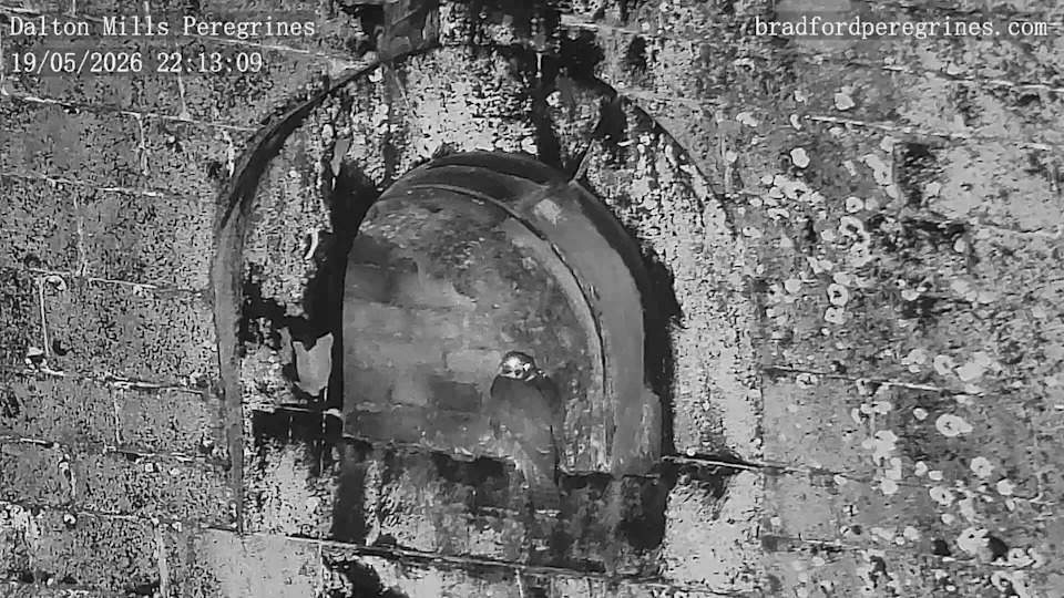 A night vision camera shows the peregrines nesting in the alcove
