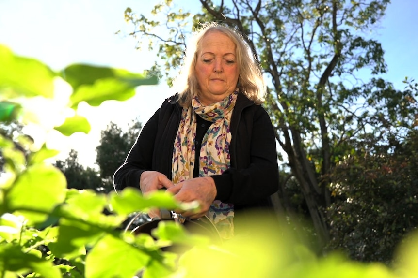 Katherine Leane leans over green plants in her garden as she waters them beneath a blue sky