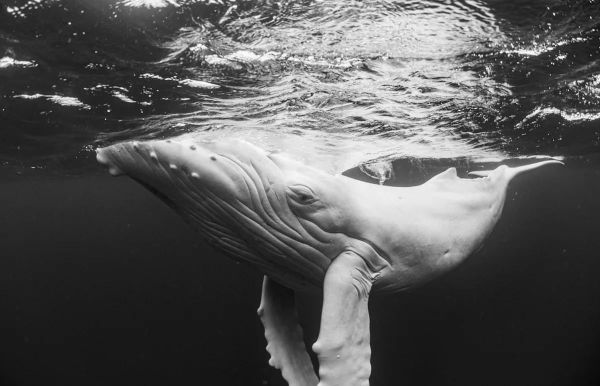 11 captivating images from the Exposure One Photography Awards