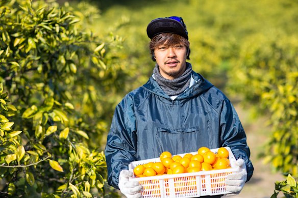 The Shimanami Kaido route passes lemon orchards in a corner of Japan that’s famed for its citrus.