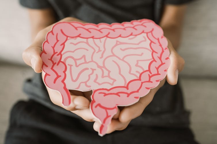 A person holding a cardboard representation of the gut.