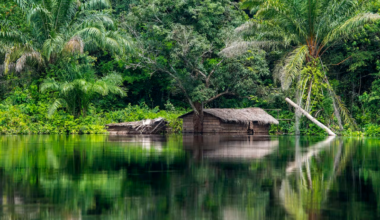 The 20km ripple effect: how mines can trigger distant deforestation in Africa
