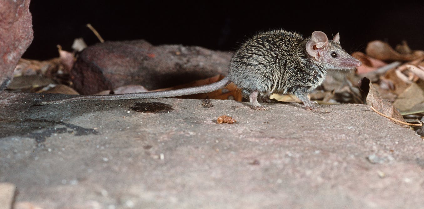 We checked 2000 museum specimens and discovered a tiny new ‘ferocious’ Australian mammal