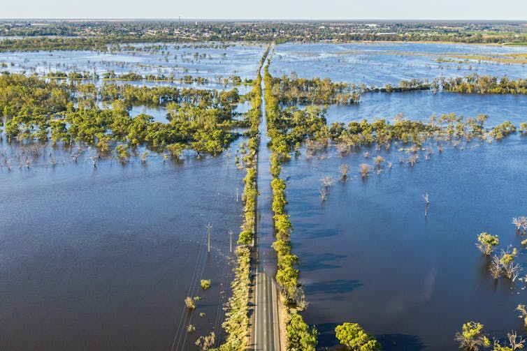 Murray river in flood, aerial view of tree-lined road underwater.