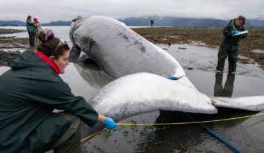 Endangered pregnant whale found dead on bow of cruise ship in Alaska