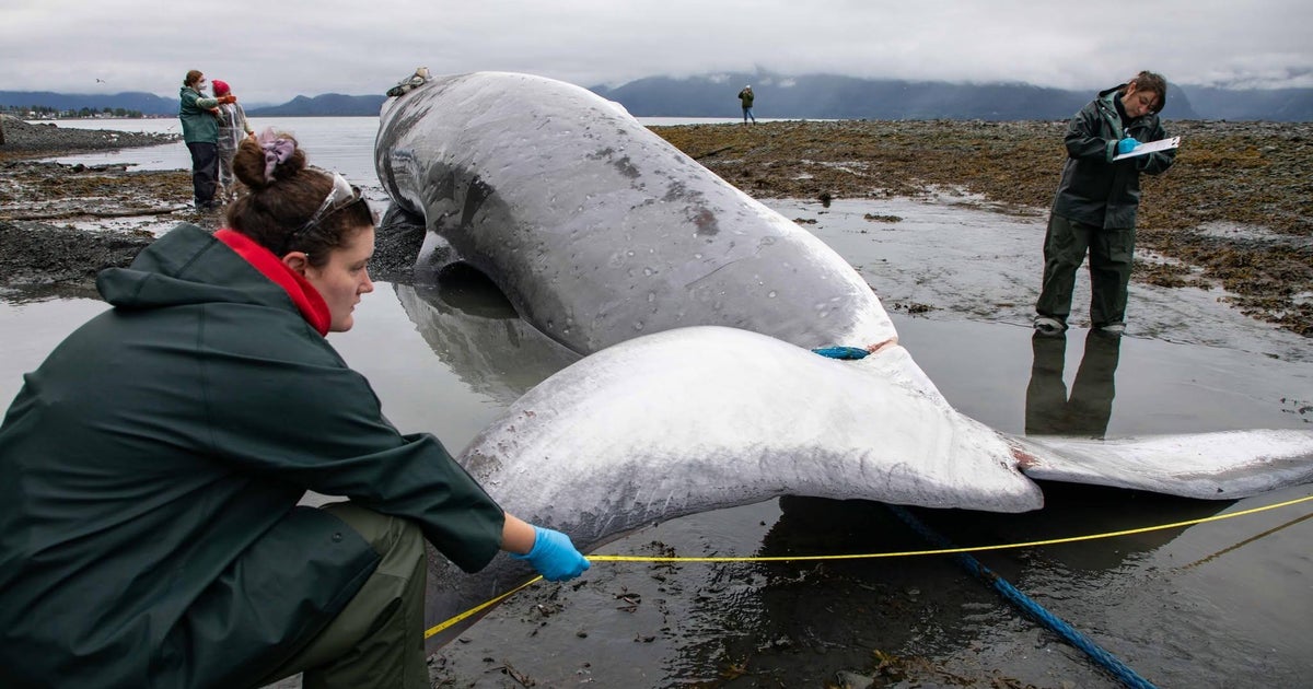 Endangered pregnant whale found dead on bow of cruise ship in Alaska