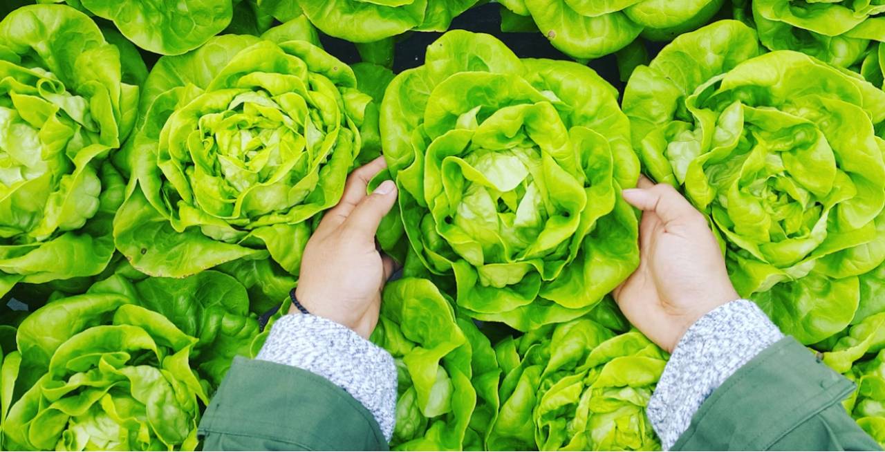 food inspection health peel mississauga brampton