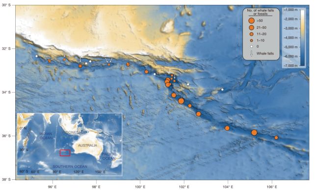 Vast Whale Graveyard at The Bottom of The Ocean Has Been Growing For 5 Million Years