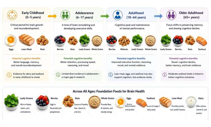A life-course timeline showing which foods benefit cognition at different ages, generated using AI with the information provided from the summary tables in the paper. From a baby's first bite to Grandpa's dinner plate, diet seems to tune learning and memory—but the evidence is mixed.