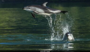 How Dolphins Avoid 'Troublesome' Males: Study Reveals Surprising Strategy
