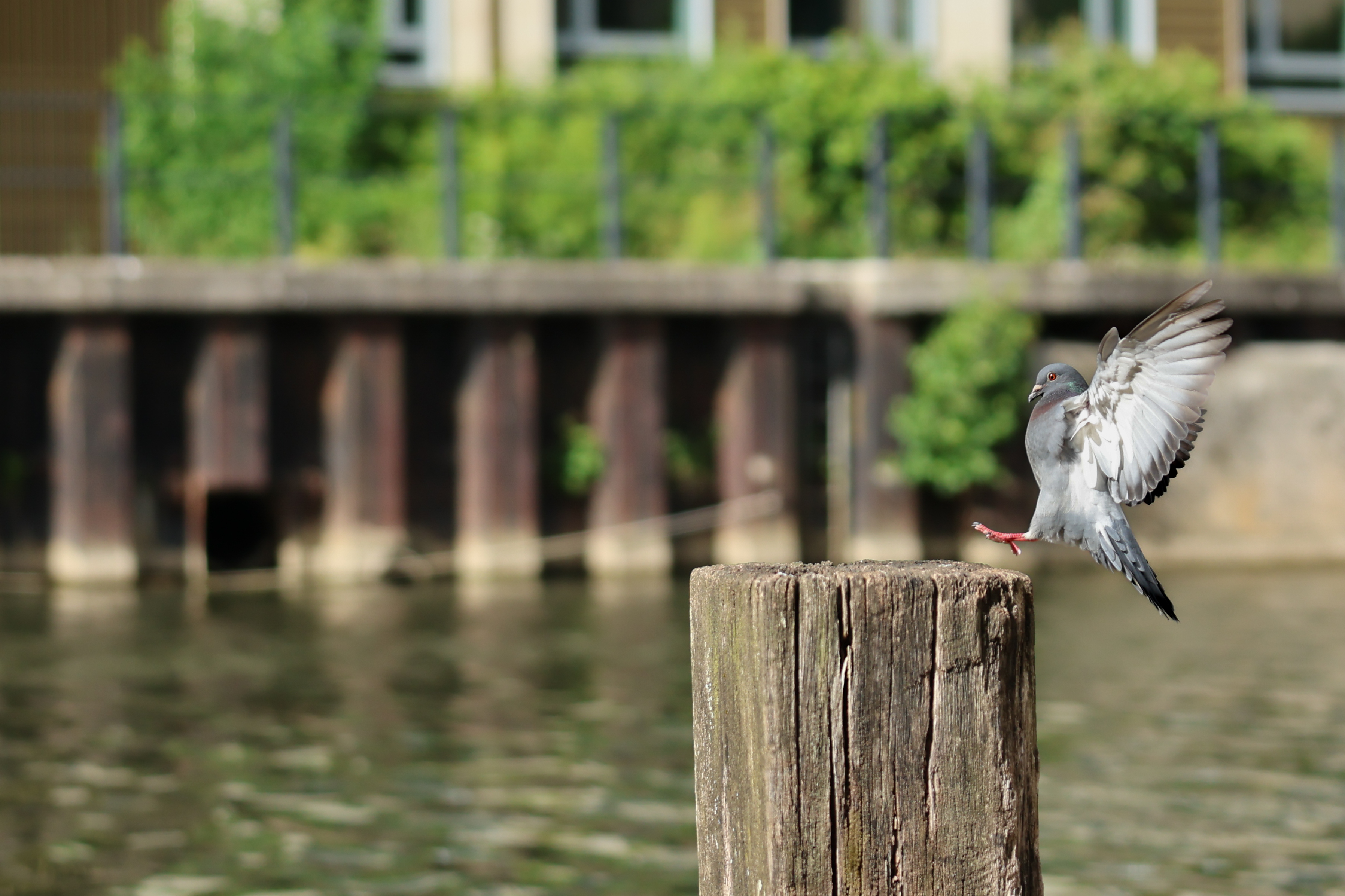 A photo of a bird taken on a Canon EOS R6 Mark III