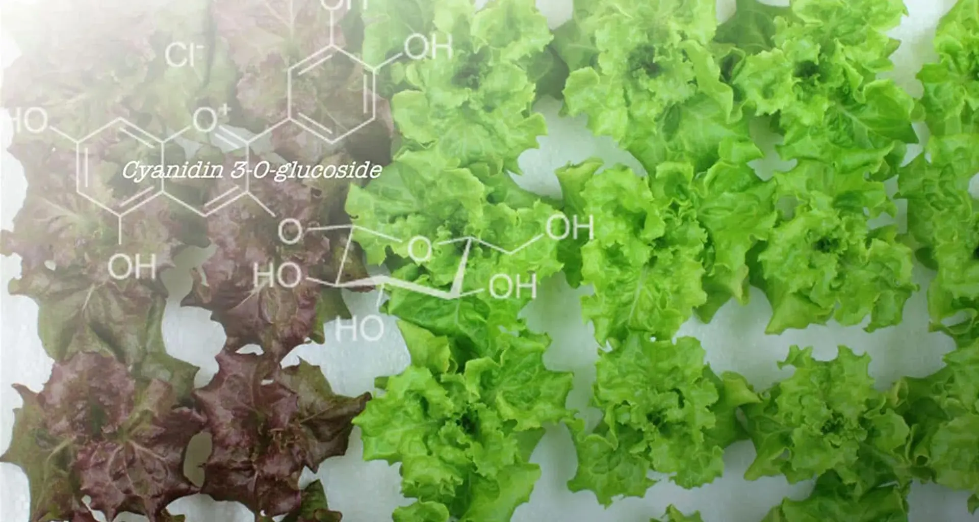 Scientists turned red lettuce green and something surprising happened