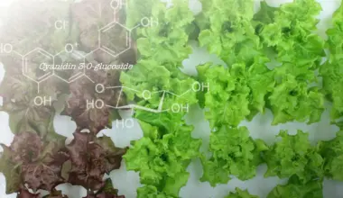 Scientists turned red lettuce green and something surprising happened
