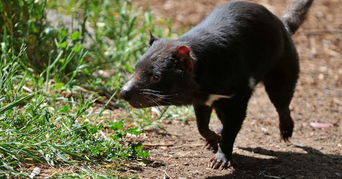 Tasmanian devil named Mary still missing 3 days after escaping wildlife park in Australia: "A mystery"