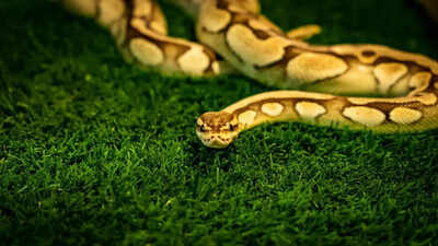 Giant python found dead after swallowing a porcupine in South Africa