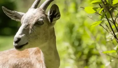 Goat-powered property management at cemetaries in Pickering and Brampton