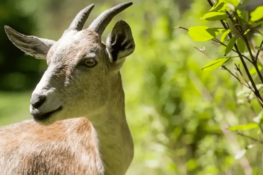 Goat-powered property management at cemetaries in Pickering and Brampton