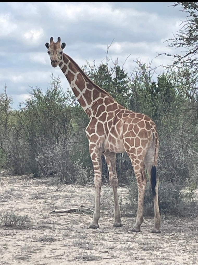 Gracie the giraffe has been found after a two-week search.