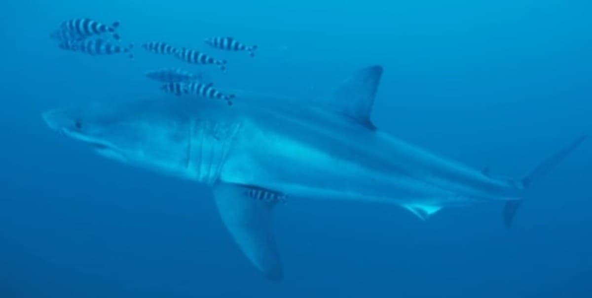 a huge great white shark suddenly appears in the Mediterranean
