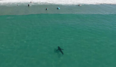 Great white shark in Southern California
