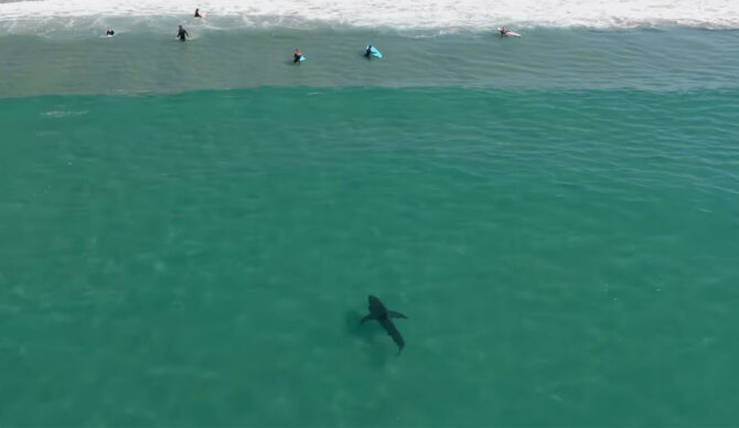 Great white shark in Southern California