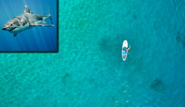 great white shark next to paddleboarder