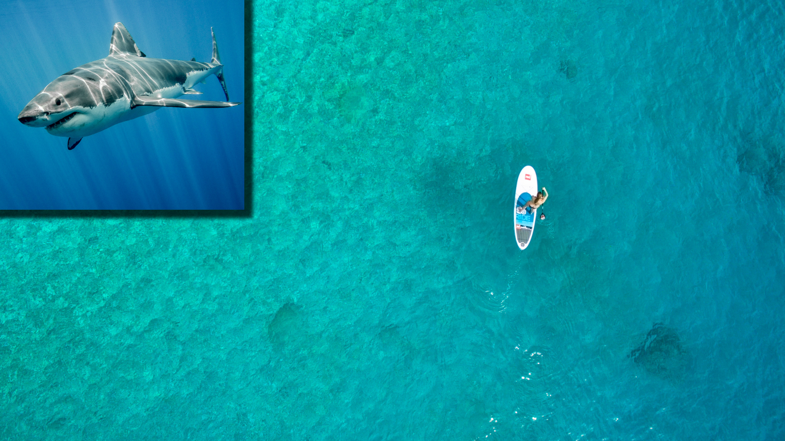 great white shark next to paddleboarder