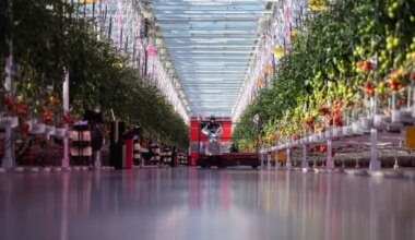 Why ramping up Canada’s indoor farming capacity may prove ‘difficult’ - National