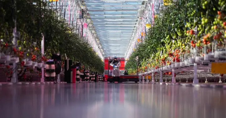 Why ramping up Canada’s indoor farming capacity may prove ‘difficult’ - National