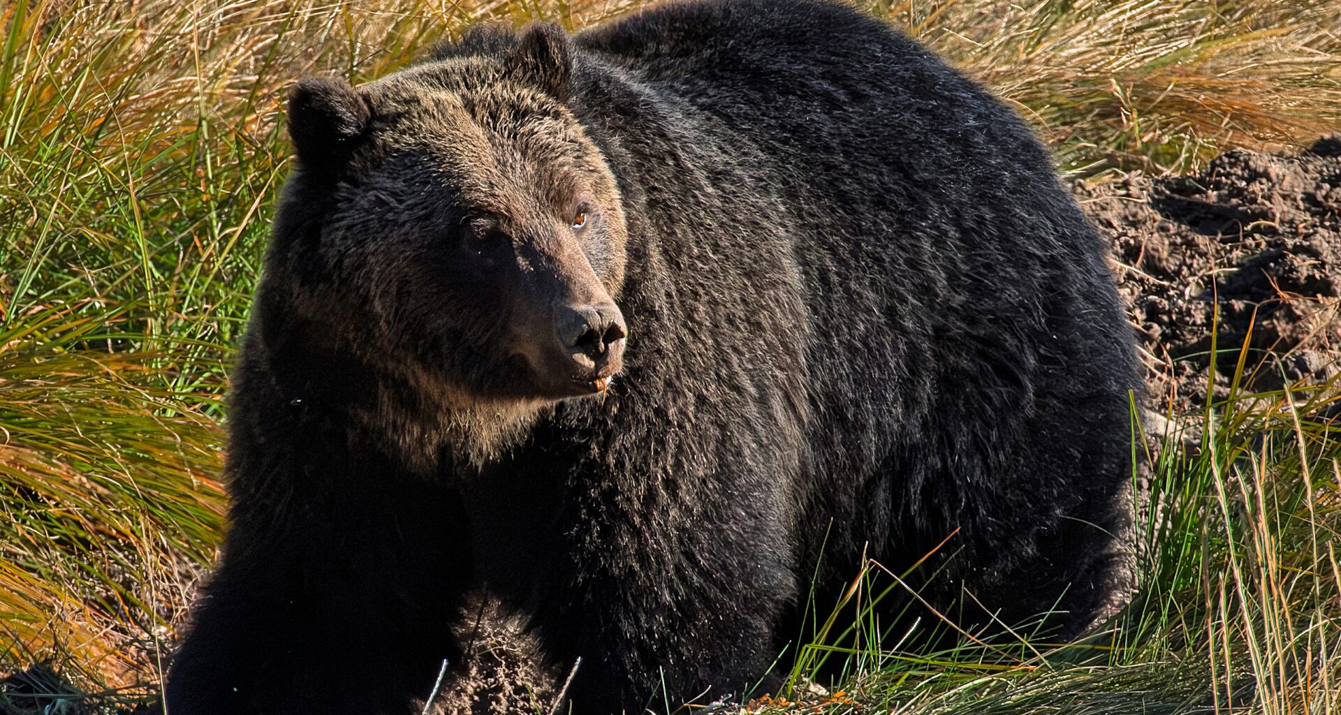 Bear warning issued at Camp Chief Hector