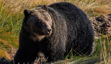 Bear warning issued at Camp Chief Hector