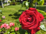 Daylight samples, main camera (1x) - 25mm, f/1.7, ISO 100, 1/1052s (4096x3072px) - Motorola Razr 70 review