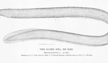 When a shark bites down on a hagfish, the fish floods its attacker's mouth with slime in a fraction of a second, clogging the predator's gills until it gags and lets go